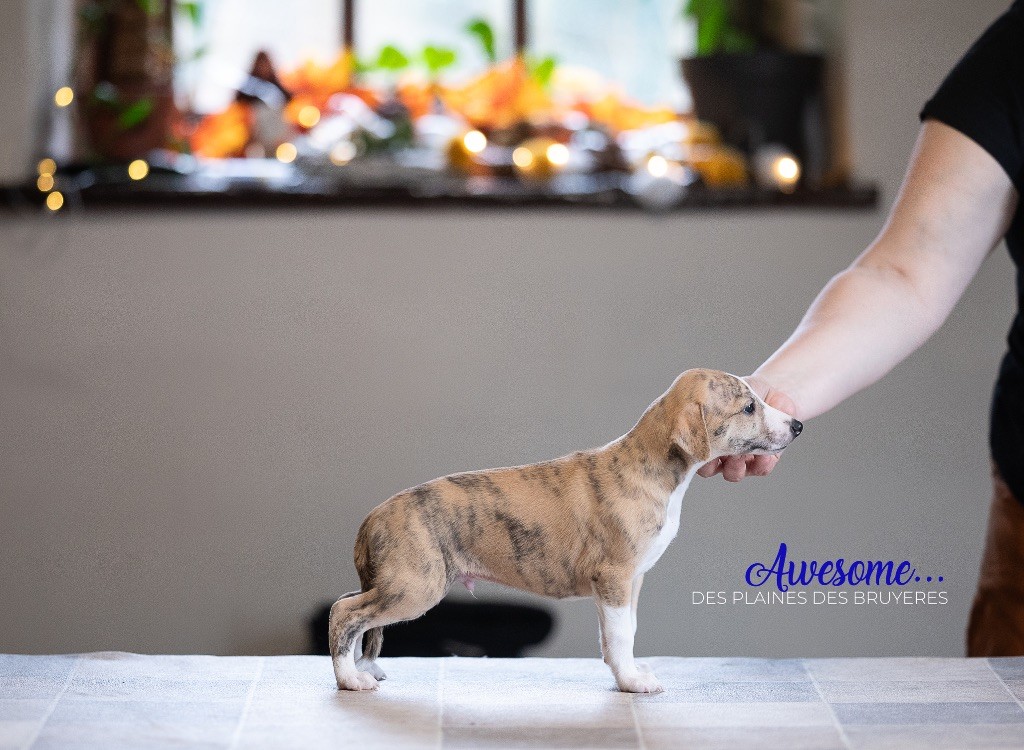 des plaines des Bruyères - Chiots disponibles - Whippet