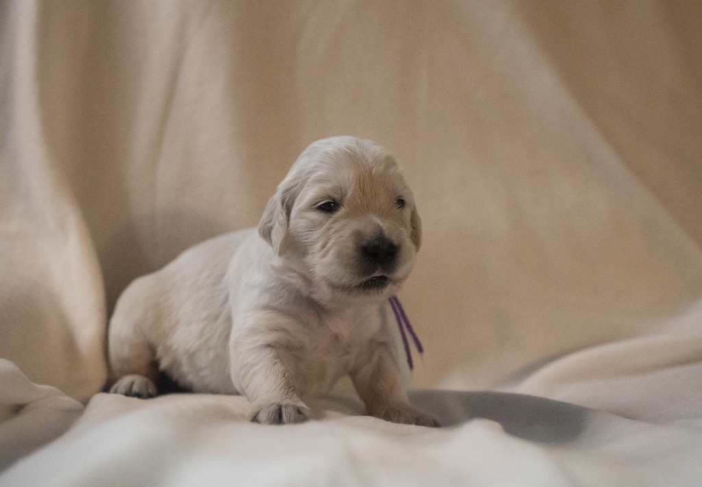 des plaines des Bruyères - Chiots disponibles - Golden Retriever