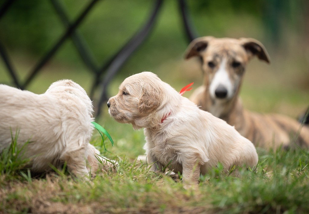 des plaines des Bruyères - Chiots disponibles - Golden Retriever