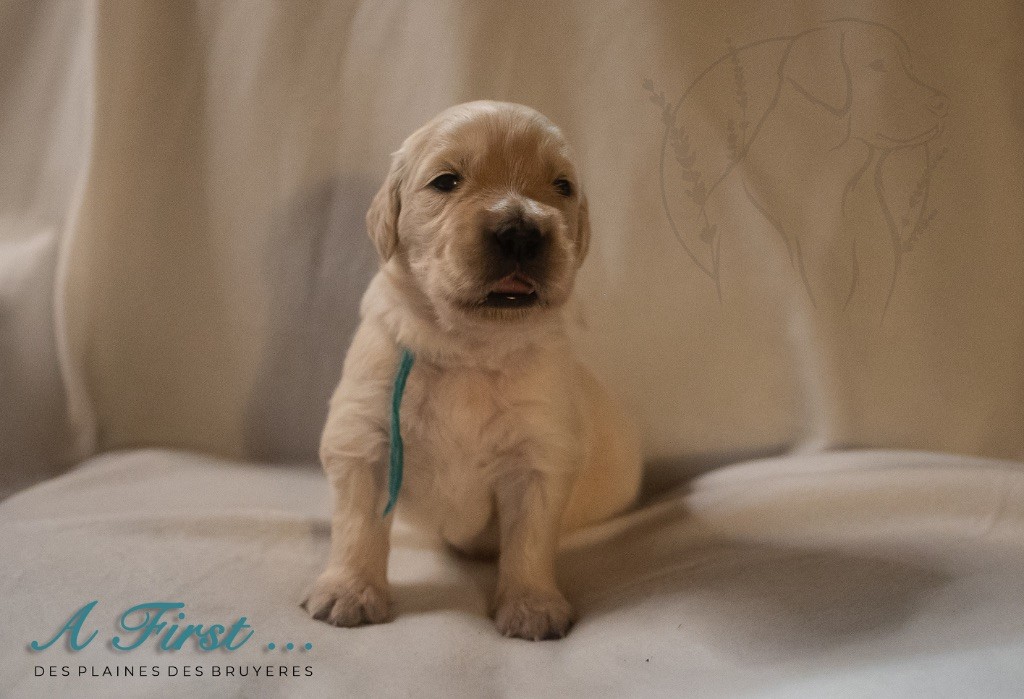 des plaines des Bruyères - Chiots disponibles - Golden Retriever