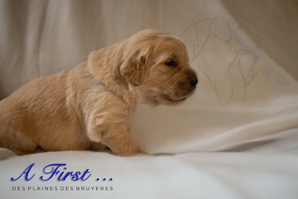 des plaines des Bruyères - Chiots disponibles - Golden Retriever