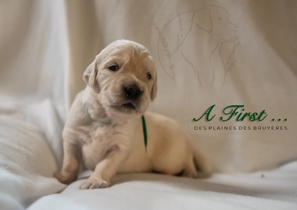 des plaines des Bruyères - Chiots disponibles - Golden Retriever