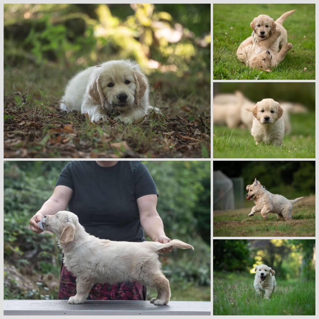 des plaines des Bruyères - Chiots disponibles - Golden Retriever