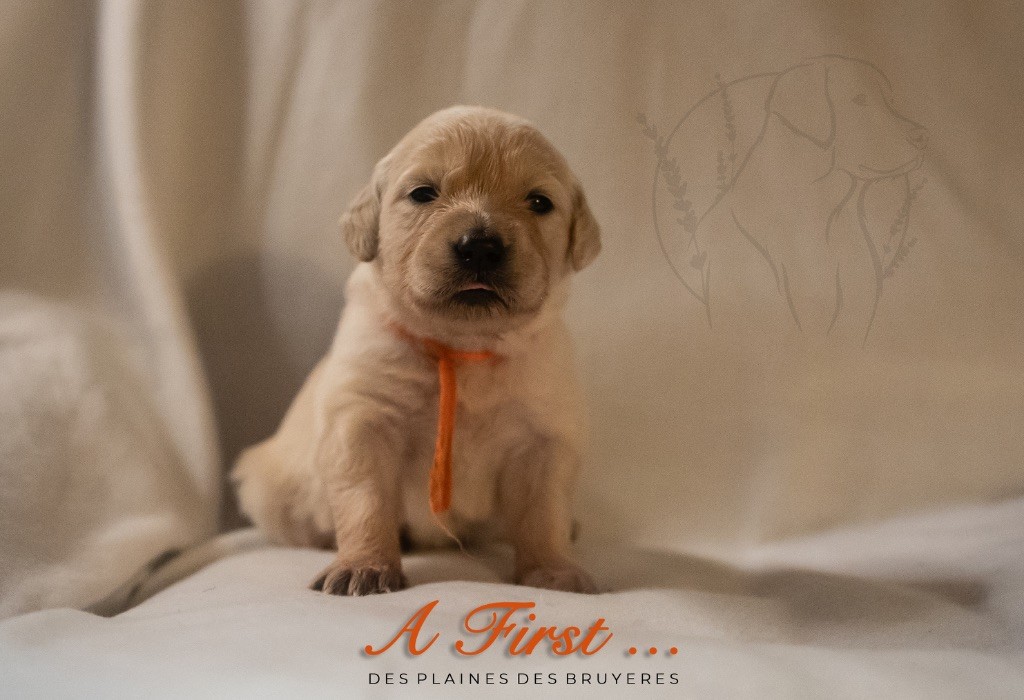des plaines des Bruyères - Chiots disponibles - Golden Retriever