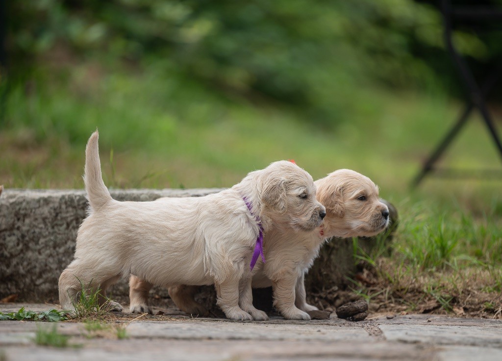 des plaines des Bruyères - Chiots disponibles - Golden Retriever