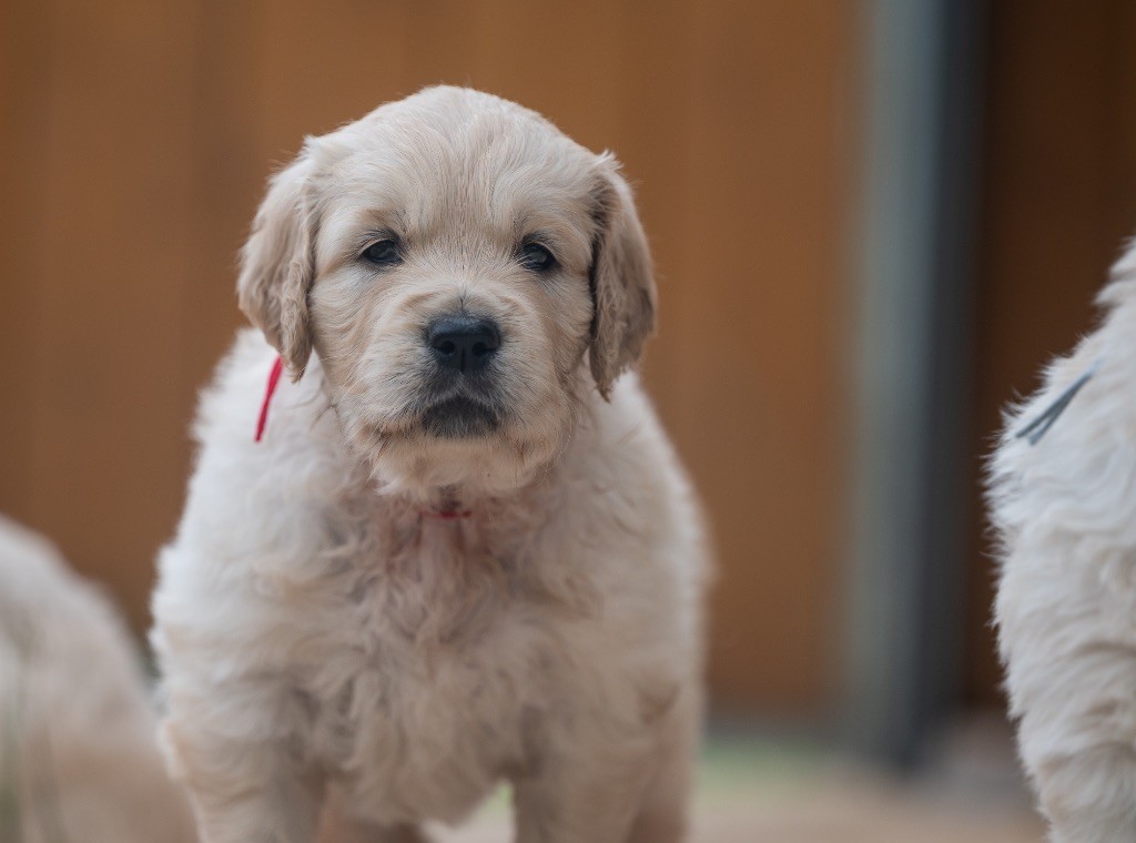 des plaines des Bruyères - Chiots disponibles - Golden Retriever