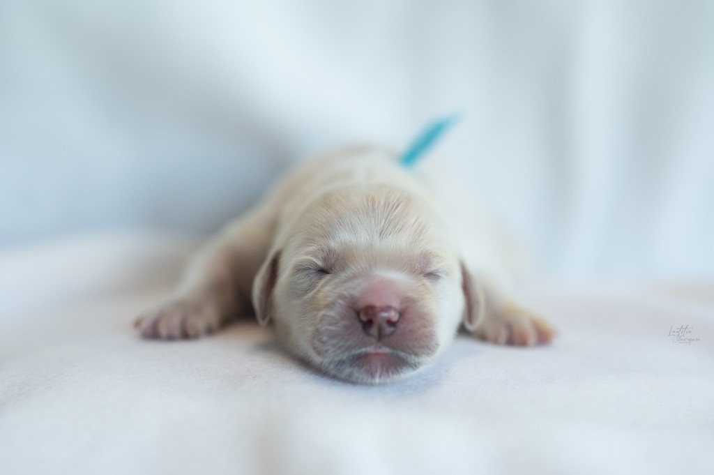 des plaines des Bruyères - Chiots disponibles - Golden Retriever
