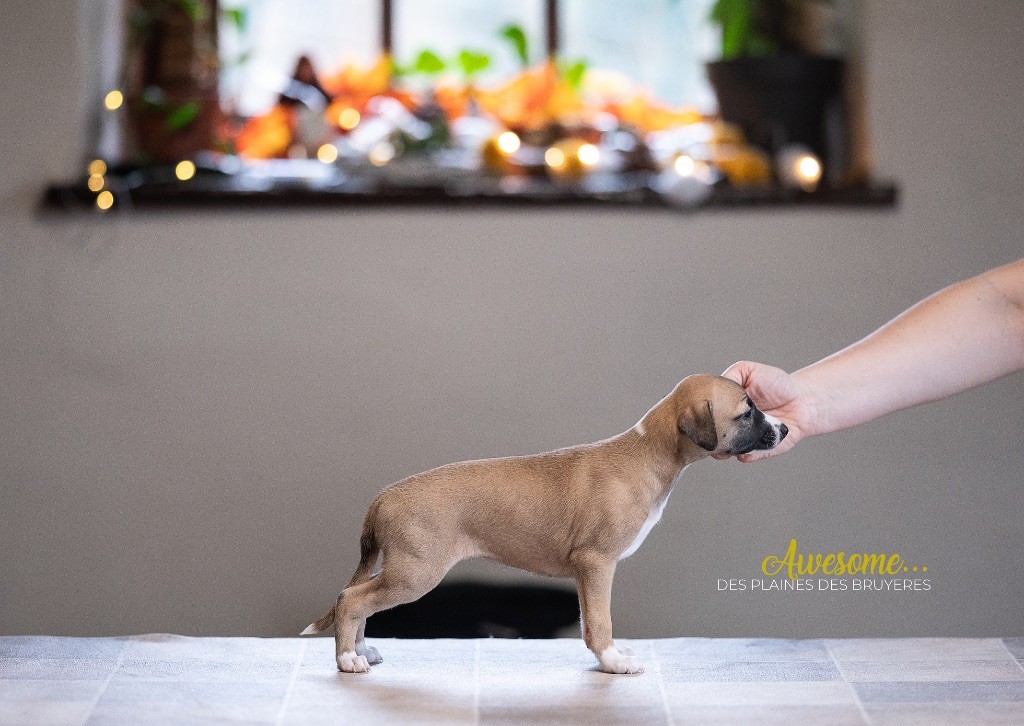 des plaines des Bruyères - Chiots disponibles - Whippet