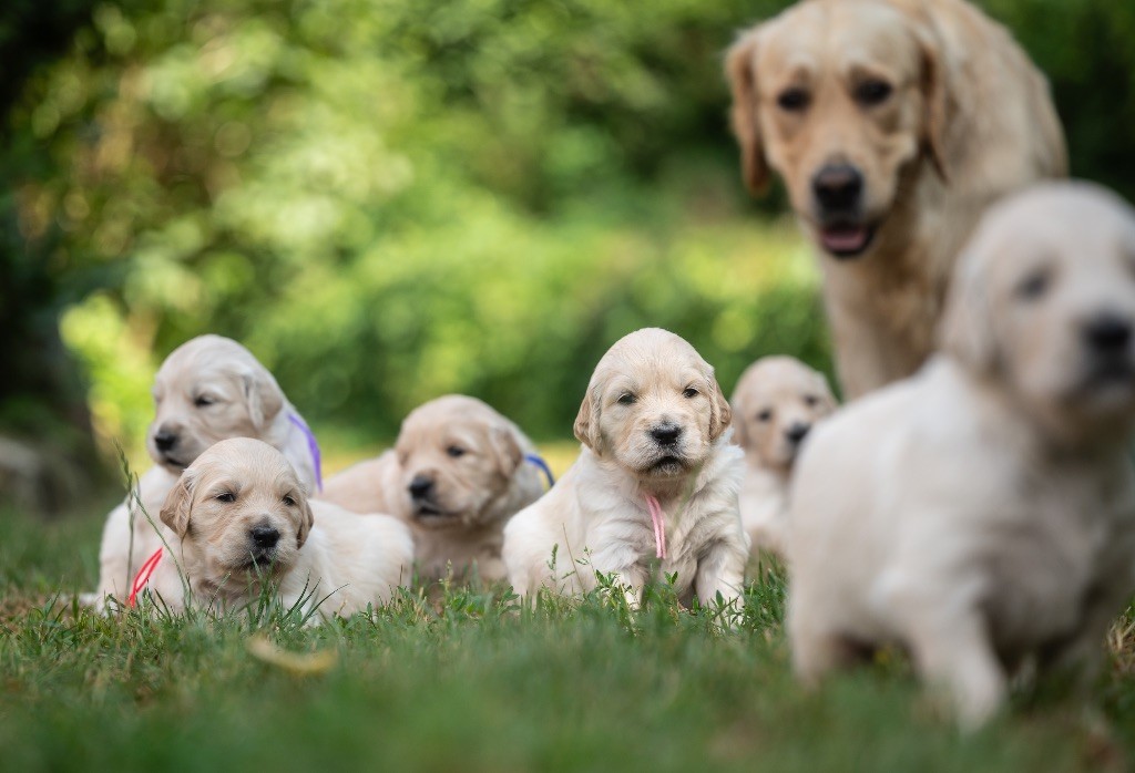 Chiot Golden Retriever des plaines des Bruyères