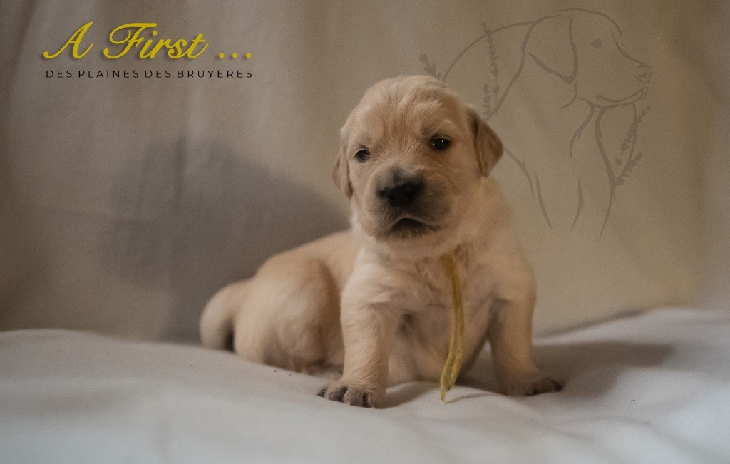 des plaines des Bruyères - Chiots disponibles - Golden Retriever