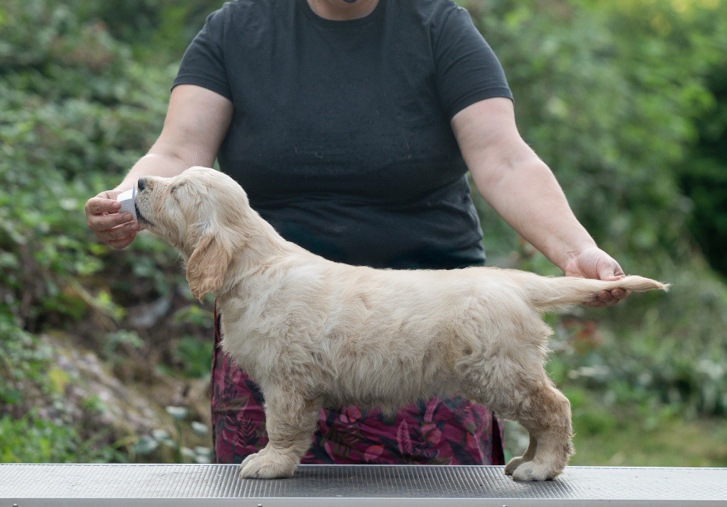 des plaines des Bruyères - Chiots disponibles - Golden Retriever