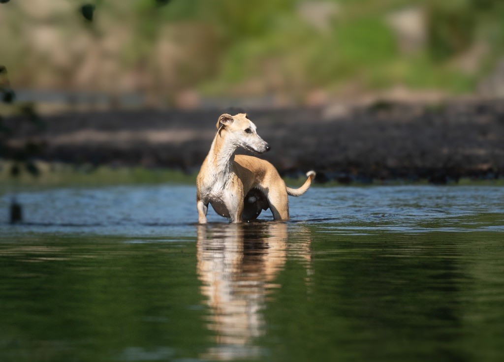 des plaines des Bruyères - Chiots disponibles - Whippet